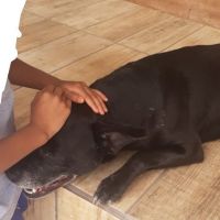 Policial que matou com tiro cachorro comunitário é indiciado  