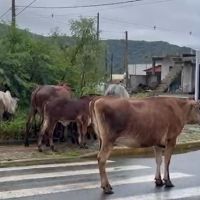 Vídeo flagra boiada solta no meio da rua em Itapema  