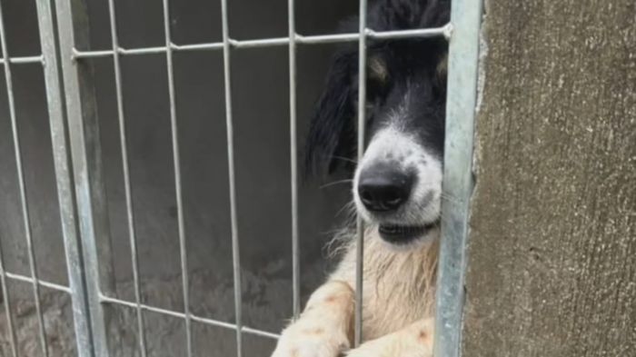 Ajuda presencial também é bem-vinda para cuidar de 730 animais 