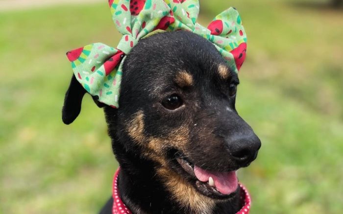 Todos os animais são vacinados, castrados e microchipados (Foto: Divulgação/Prefeitura de Itajaí)