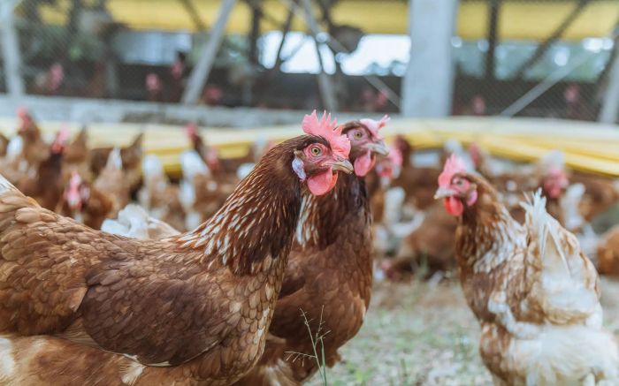 Processo de compra ainda depende de aprovação do Cade (Foto: Divulgação/Mantiqueira Brasil)