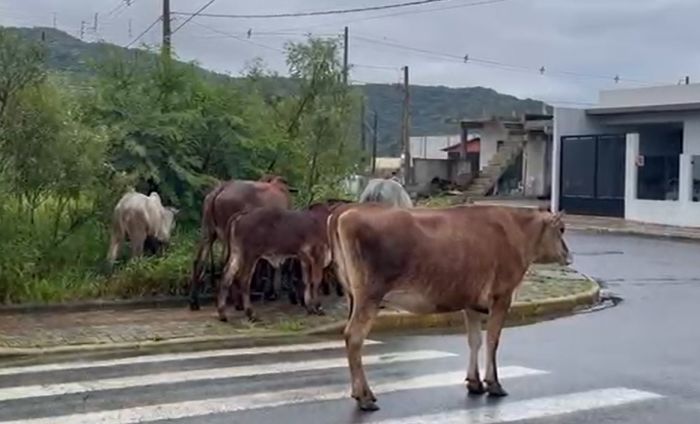 Animais dividem espaço com pedestres, ciclistas e veículos (Foto: Reprodução)