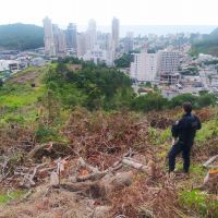 Guarda Municipal barra desmatamento de loteadora na morraria na Praia Brava 