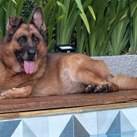 Cinco dicas para cuidar dos pets durante o calorão