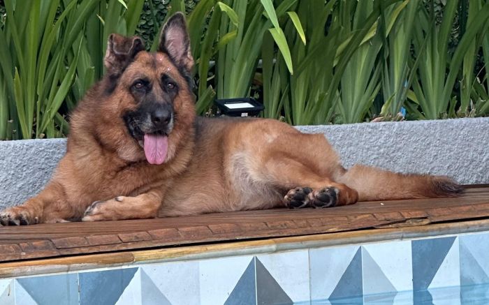 Calor exige mais cuidados com a hidratação e o bem-estar dos pets (Foto: da Redação)