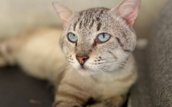 Dia Mundial do Gato é comemorado em 17 de fevereiro para conscientizar sobre o abandono animal (Foto: Divulgação/Uapa)