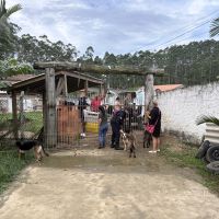 Saiba para onde foram parar os cães resgatados em canil clandestino