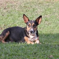 Itajaí e Navegantes fazem feira de adoção de animais