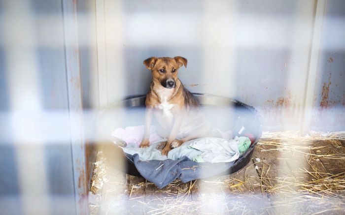Sede da ONG Amor Animal sofreu danos com o temporal e precisa de apoio para seguir cuidando de cerca de 60 cães e gatos resgatados (Foto: Envato)