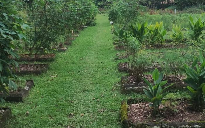 Plantas serão cultivadas no horto Municipal (foto: divulgação - PMBC)