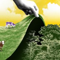 Autorização de limpeza de pasto mascara e 'legaliza' desmatamento ilegal