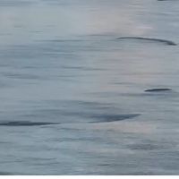 Praia Central amanhece com “manchas de peixes” na orla