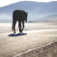 Acidente com cavalo mata pessoa