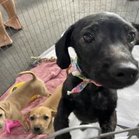 Itajaí tem feira de adoção de animais na véspera do Dia das Mães
