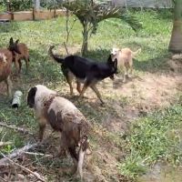 Donos de canil acusado de clandestino acusam prefeitura de sumir com cães apreendidos