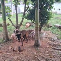 Donos de canil acusado de clandestino acusam prefeitura de sumir com cães apreendidos