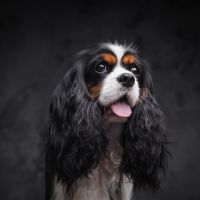 Mais de 60 raças de dogs participam de exposição de cães em Pomerode