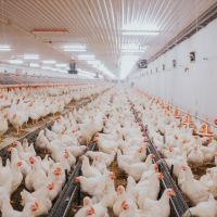 Frigorífico de Itajaí é um dos 14 de SC suspensos pela China