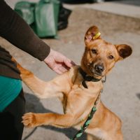 Feira de adoção de pets rola neste sábado