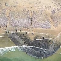 Justiça federal nega liminar contra limite para a pesca de tainha nas praias