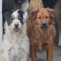 Itajaí vai cadastrar clínicas veterinárias para castração de animais