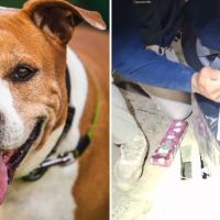 Pitbull morde traficante em fuga e ajuda PRF a apreender 209 kg de maconha