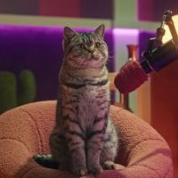 Whiskas lança podcast apresentado por gatos