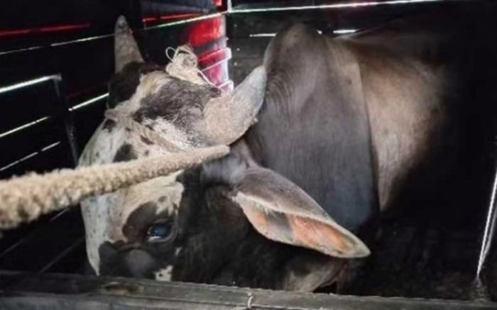 Dois organizadores da farra e o motorista que transportou o boi foram identificados pela PM (Foto: Ilustrativa Divulgação PCSC)
