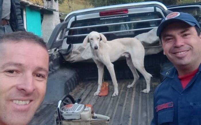 O dog foi entregue ao dono com segurança (foto: divulgação - Corpo de Bombeiros)