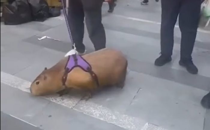 Jorge Viana, da ApexBrasil, flagrou capivara passeando com tutor em Pequim (Foto: Reprodução)