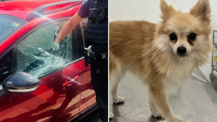 A gravação mostra o momento em que um guarda municipal quebra o vidro de um carro para resgatar um cachorro no calor