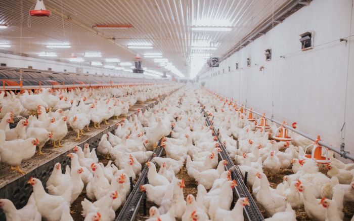 Exportações de carne de frango de SC são afetadas após foco da doença no RS (foto: Ilustrativa/Envato)
