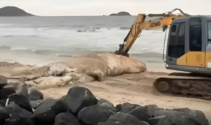 Legenda: Remoção do mamífero teve apoio da secretaria de Obras nesta quarta-feira Vídeo: Weslley Freitas/Reprodução