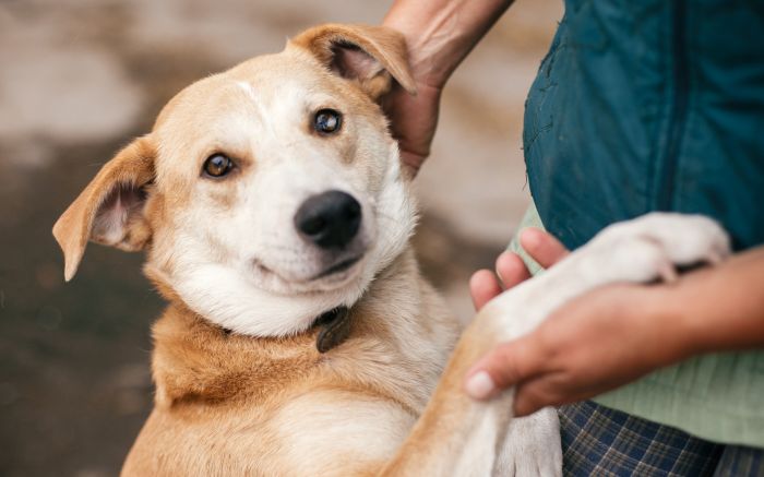  Cães e gatos esperam por adoção na feira promovida pelo Balneário Shopping (Foto: Ilustrativa Envato)