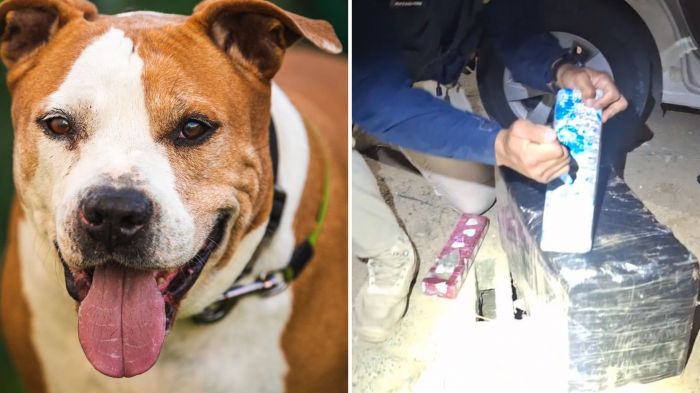 Perseguição terminou com traficante mordido e 209 kg de maconha apreendidos pela PRF (Foto 1: Ilustrativa/Envato | Foto 2: PRF/Divulgação)
