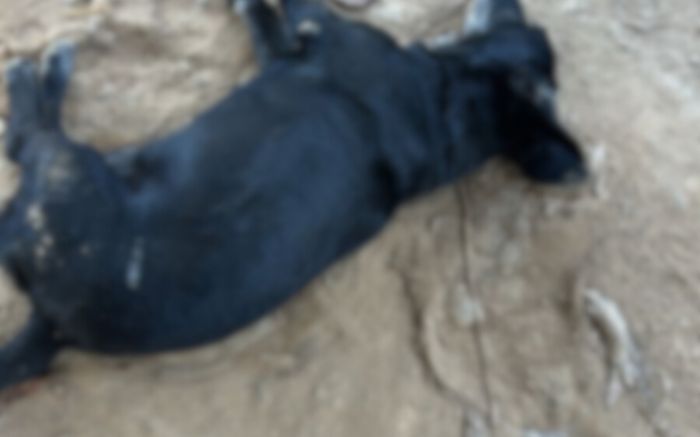 Anna era tutora dos cães que foram vítimas do envenenamento (Foto: Leitor)