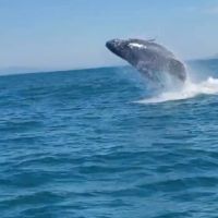 Baleia dá show para pescadores na orla de Balneário Piçarras; veja o vídeo