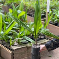Itajaí vai doar mudas de plantas nativas nesta quarta