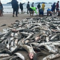 Pescadores do sul da ilha capturam 12 mil tainhas
