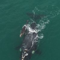 SC tem passagem histórica de golfinhos e o primeiro filhote de baleia-franca da temporada