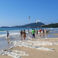 Rota Gastronômica da Tainha terá pratos inéditos em Bombinhas