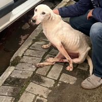 Polícia recupera doguinho maltratado e resgata aves em cativeiro