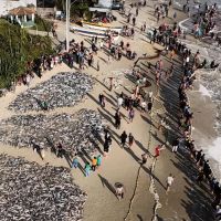 Praia da Pinheira tem o maior lanço de tainha da temporada