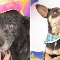 Navegantes faz festa junina pet com feira de adoção e orientação veterinária