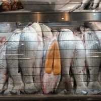 Pesca artesanal da tainha chega a 80% da cota
