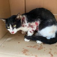 Itajaí lidera casos de fungo contagioso; aumento entre animais é de 500%