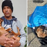 Doguinho resgatado em mutirão de limpeza foge do canil municipal de Itajaí