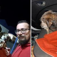 Doguinho que fugiu do canil municipal é encontrado