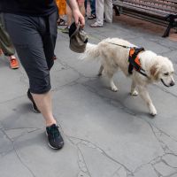 Unisul tem palestra gratuita sobre o uso de cães de serviço
