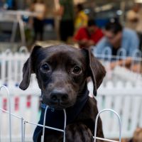 Balneário Shopping recebe feira de adoção de cães e gatos neste sábado